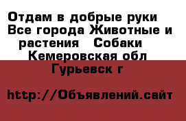 Отдам в добрые руки  - Все города Животные и растения » Собаки   . Кемеровская обл.,Гурьевск г.